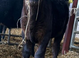 WANTED HORSE