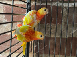 Red opaline turquoise parakeet
