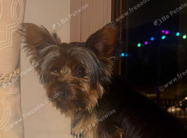 Yorkshire terrier puppies