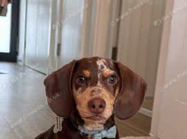 Miniature dachshund dapple