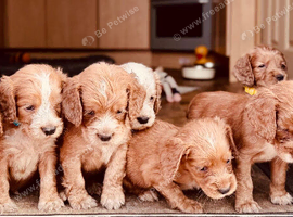 KC Registered Cocker spaniel&rsquo;s
