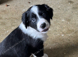 Sprollie pups for sale