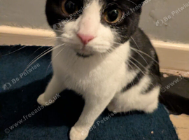 11 month old kitten