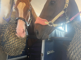 Wanted diy stables for 4 horses