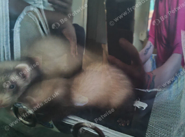 Ferret