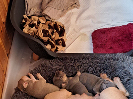 One dog 1 bitch for sale frenchies