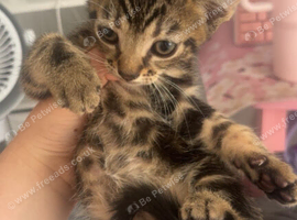 Kittens for sale