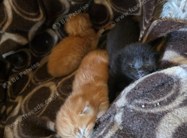 Litter of 2 week old kittens