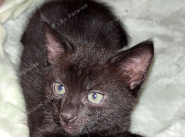 Black kitten for sale