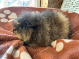Swiss boy and Cali boy guinea pigs