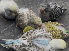 Various baby budgies