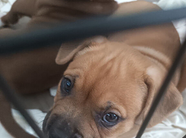 Shar Pei cross frenche staff bulldogs