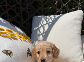 F2 cockapoo puppies