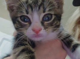 5 kittens for sale!