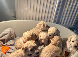 Saint Bernadoodle cross standard poodle