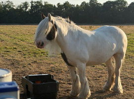 13.2 gypsy cob