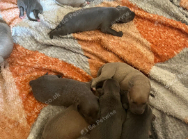 5 beautiful puppies left ready for perfect home