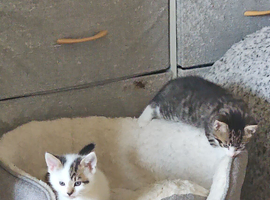 Kitten