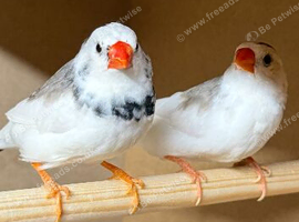 Pied Zebra Finches
