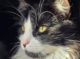 Looking to adopt another cat. Longhaired preferred.