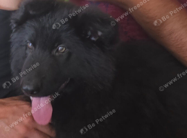 German sheperd pup