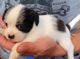 Tiniest Jackapooshih pups available