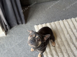 Male French bull dog