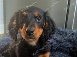 Long haired boy miniature dachshund