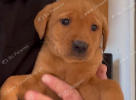 Fox red lab