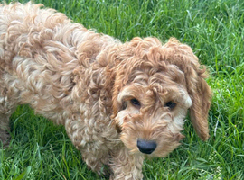 Quality Show  Cockapoo Puppies  reds and apricots