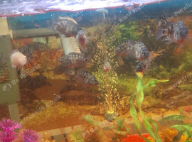 Convics fish