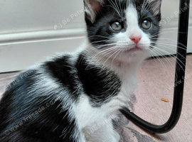 6 cute tuxedo kittens born 03 08 2026 1 boy 5 girls