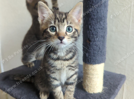 3 Perfectly Adorable Kittens Ready For Their Forever Homes
