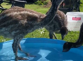 Baby emus