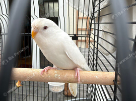 Young white budgie with cage for sale