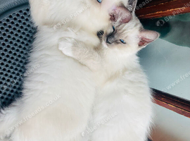 Ragdoll kittens