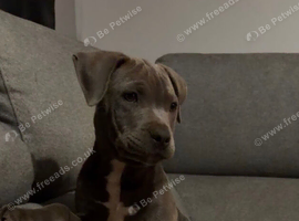 Staffie cross cane corso