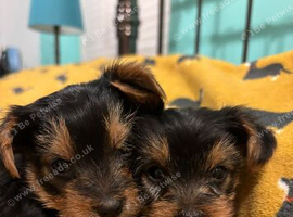 X2 miniature Stunning Yorkshire terrier puppies