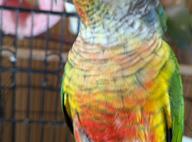 2 conures