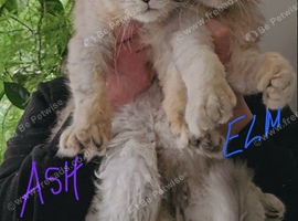 Exceptional TICA Registered Maine Coon Polydactyl Boys- NEUTERED