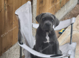Male Cane Corso