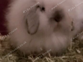 Lionhead and Fuzzy Lop Double Maned Bunnies