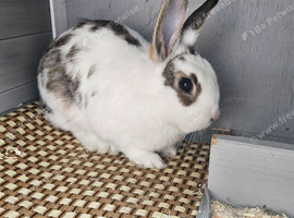 Beautiful 4 months old bunny