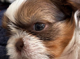 ONLY 1 LEFT 3 gorgeous Imperial Shih Tzu puppies