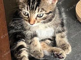 Beautiful male kitten