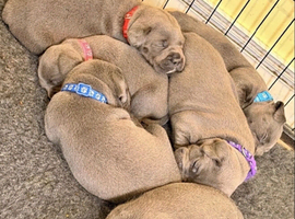 6 champion blue  Staffordshire bull terriers looking for there fur-ever home