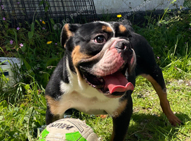1 year old  male bulldog for sale