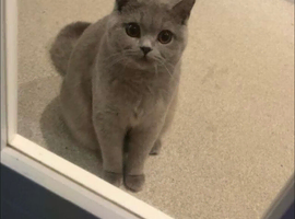 British short hair 2 years old cat