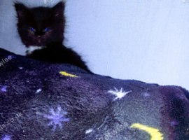 Stunning kittens