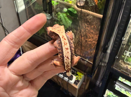 Beautiful crested gecko with bioactive enclosure